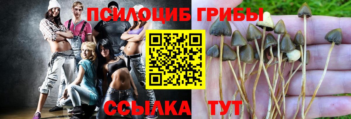 Лесосибирск  Псилоцибиновые грибы Psilocybe  Вход с VPN  Псилоцибиновые грибы Psilocybe 
